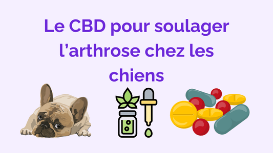 CBD et Arthrose chez les Chiens : mon Guide Complet pour une utilisation optimale