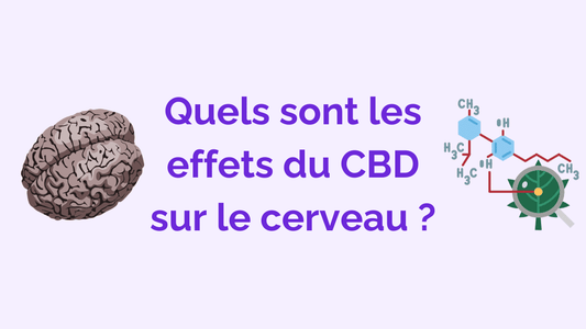 CBD et Cerveau : Guide Complet sur les Effets Neurologiques