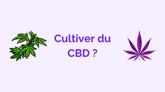 Est-il légal de faire pousser ou cultiver du CBD en France ?