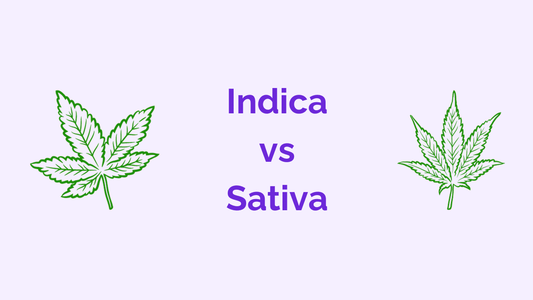 Indica vs Sativa : les différences et que choisir