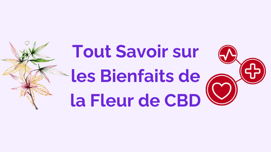 Mon Guide Complet sur les Bienfaits de la Fleur de CBD