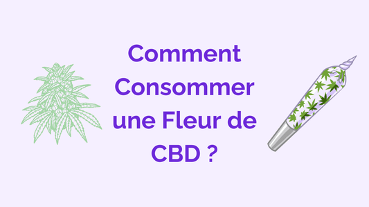 Quelle est la Meilleure Manière de Consommer les Fleurs de CBD ?