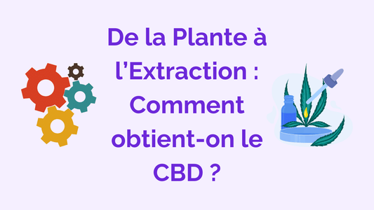Tout Savoir sur la Fabrication du CBD