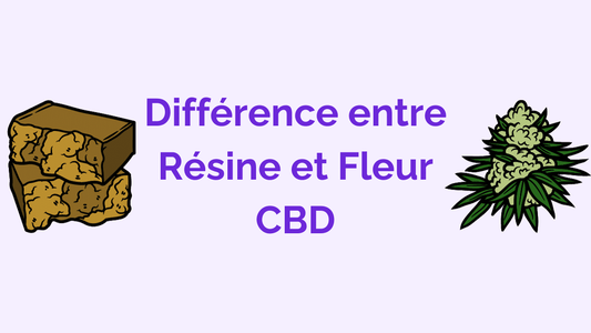Différences entre Résines et Fleurs CBD : les Points Clés