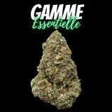 Mango Kush