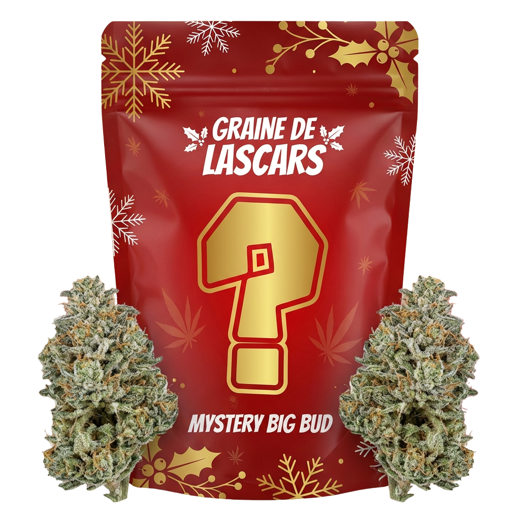 3G Mystery Big Bud NOËL