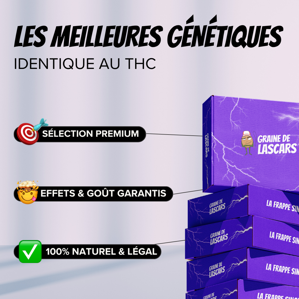 Pack découverte fleur