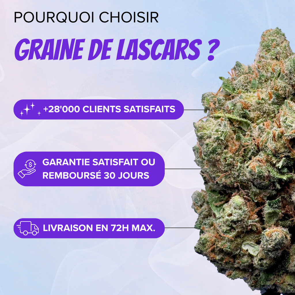 Pack découverte fleur