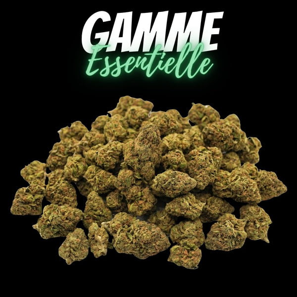Lemon Pop - Medium Bud