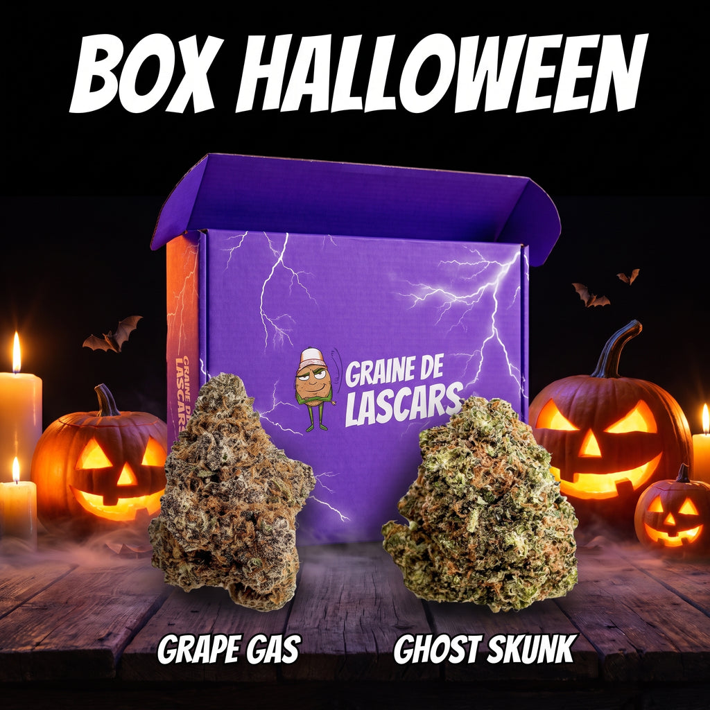 Box Halloween